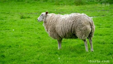 农场绿色的羔羊羊毛
